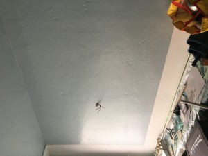 IMG_0788